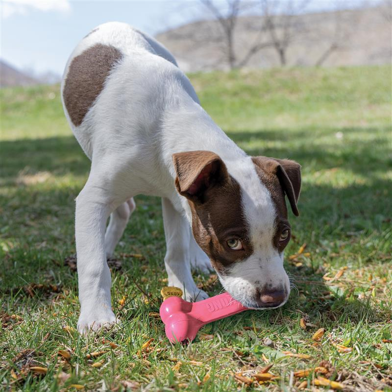 KONG Puppy Goodie Bone Md EU