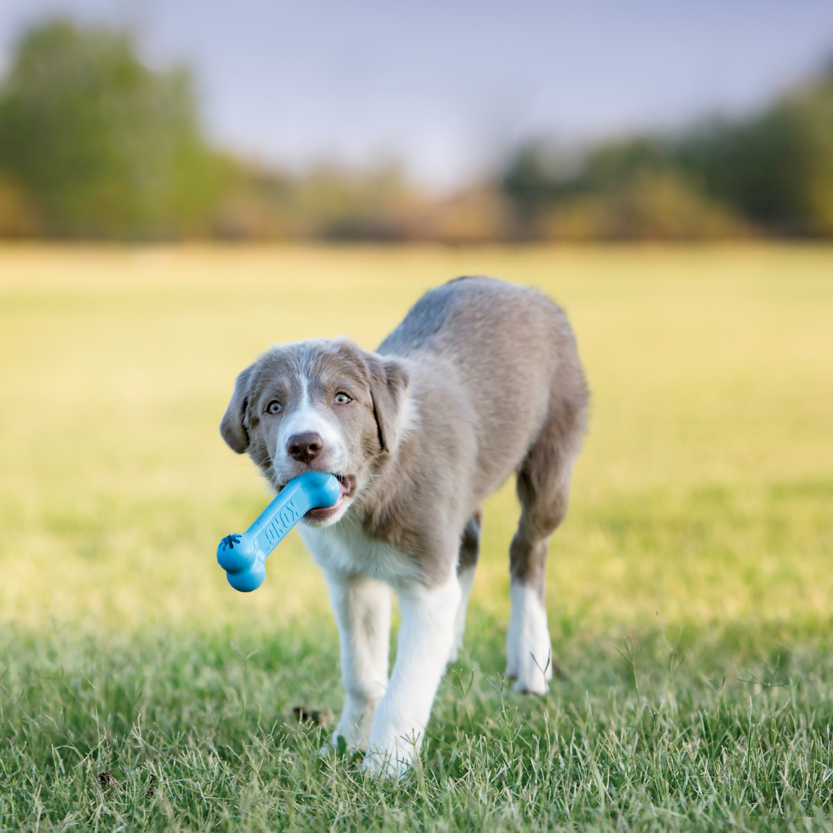 KONG Puppy Goodie Bone Md EU