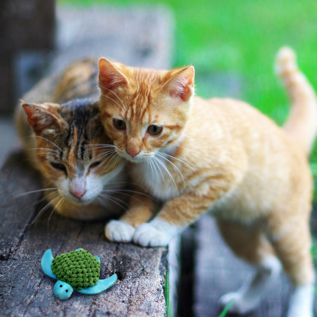 Kong Cat Refillable Catnip Turtle Each