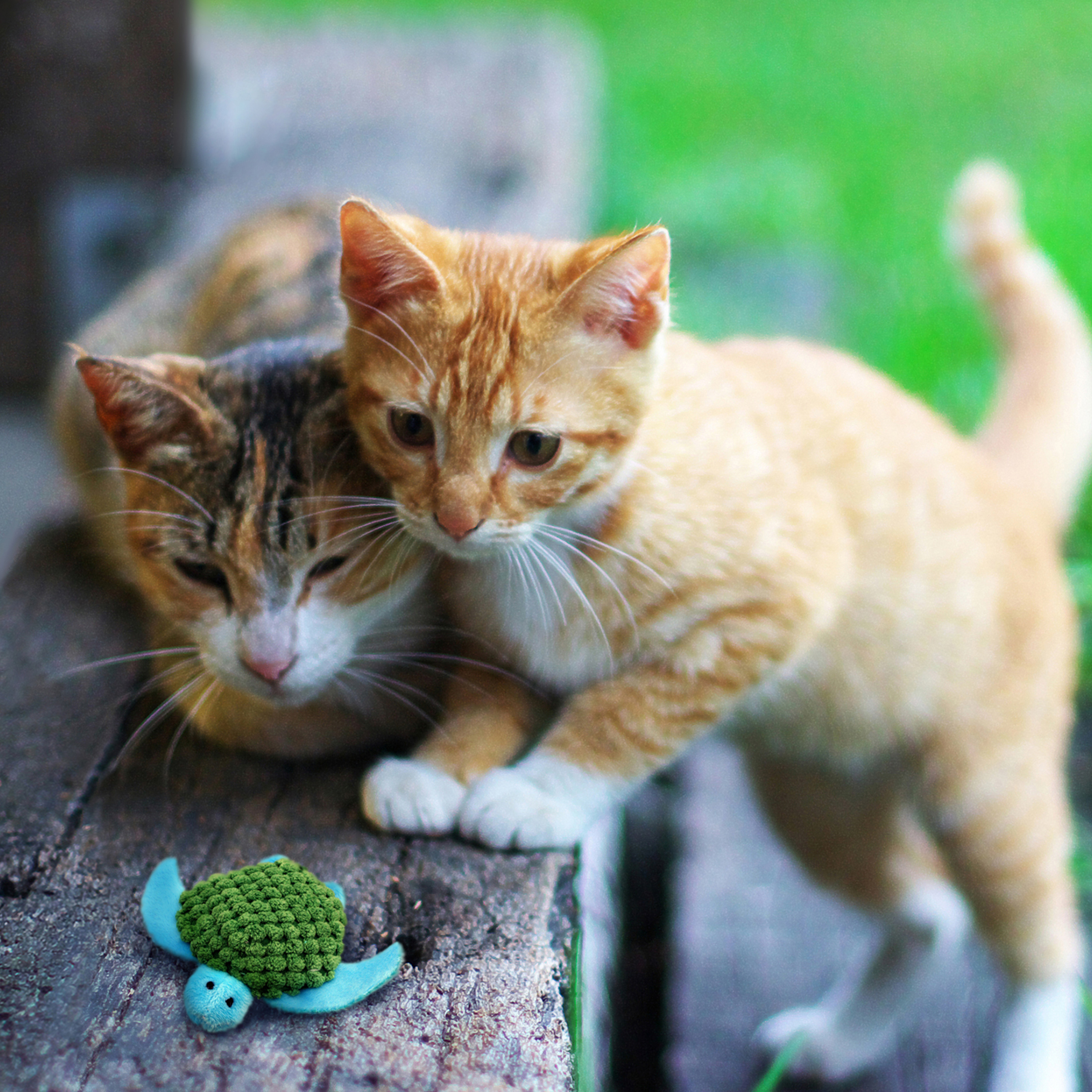 Kong Cat Refillable Catnip Turtle Each
