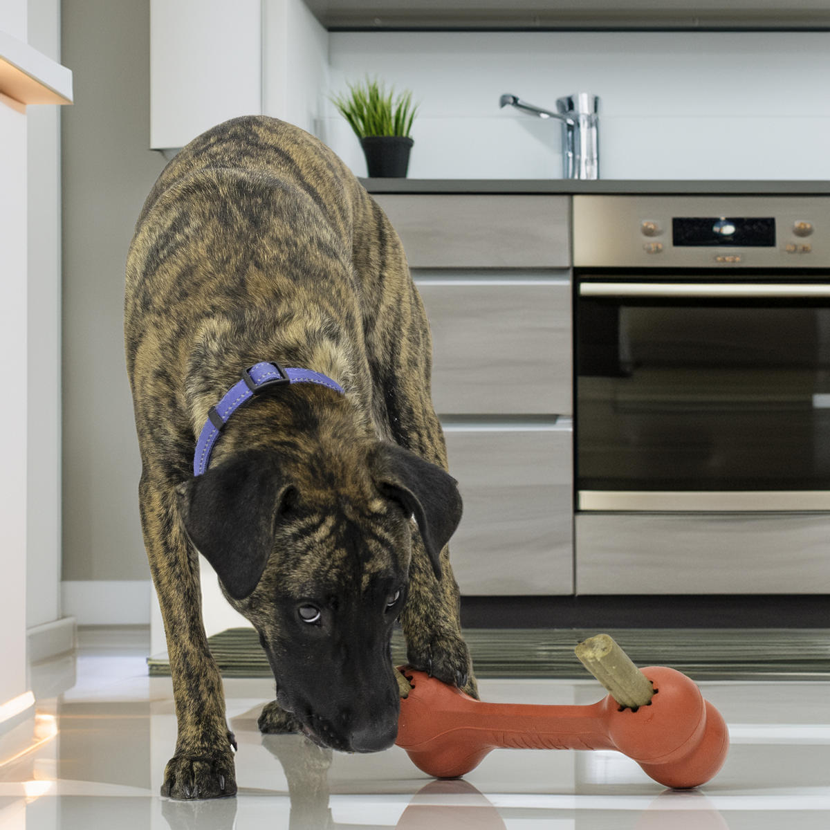 KONG Goodie Bone XL EU