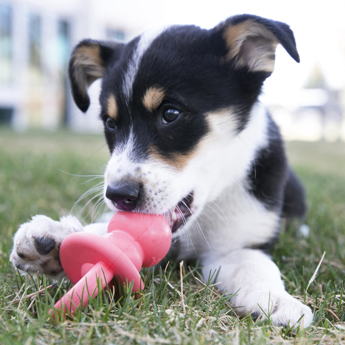 KONG Puppy Binkie Md EU