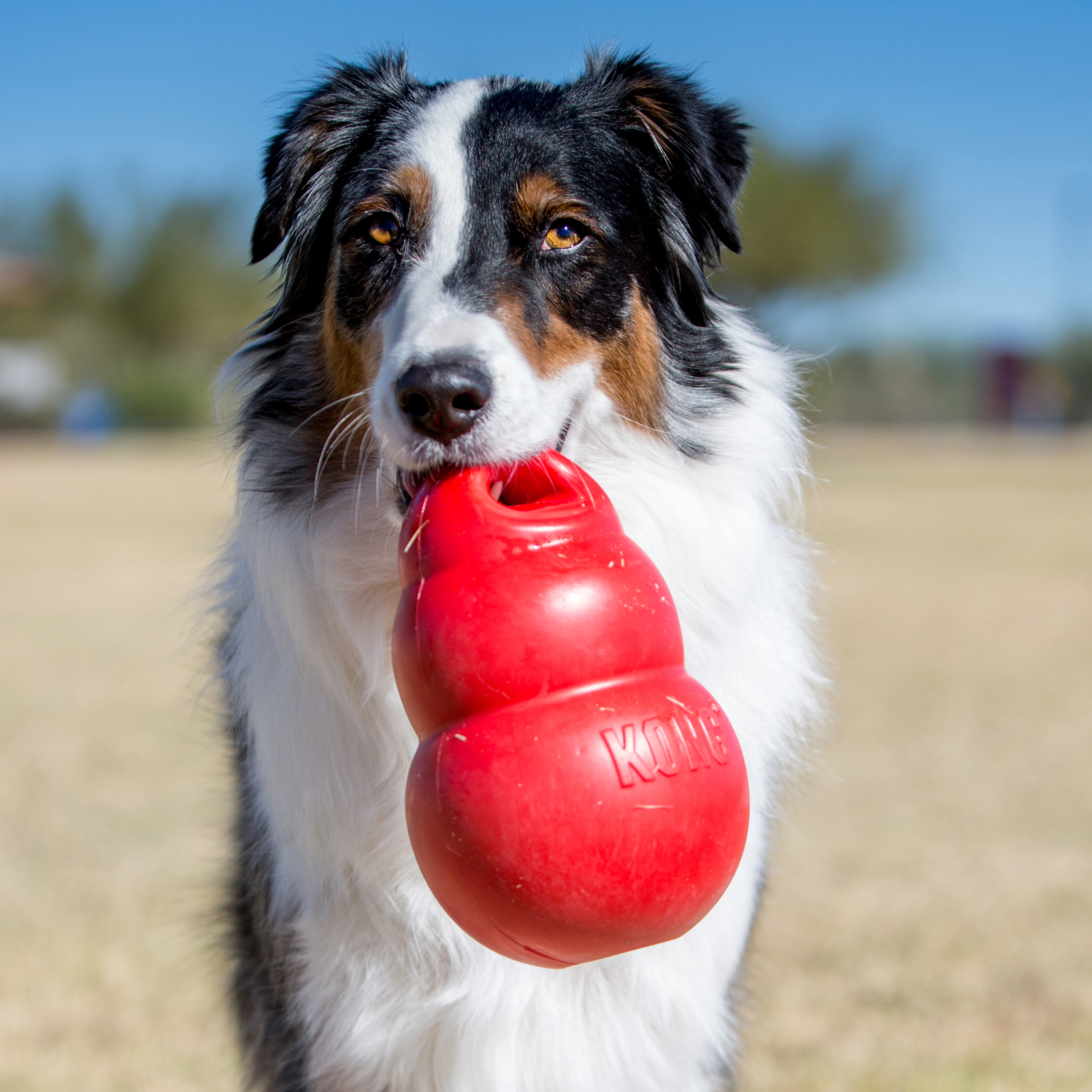 Kong Bounzer Medium