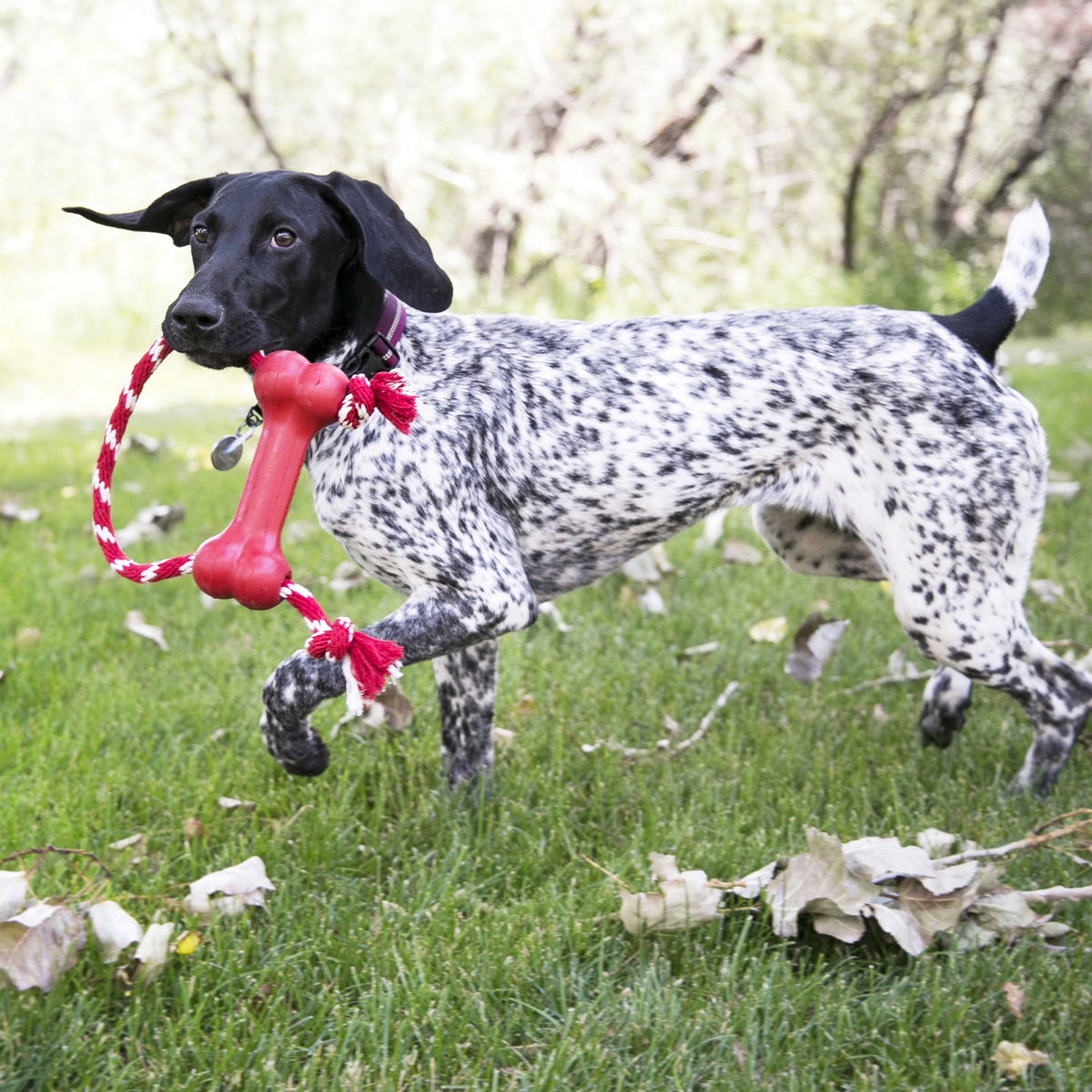 KONG Goodie Bone w/Rope XS EU