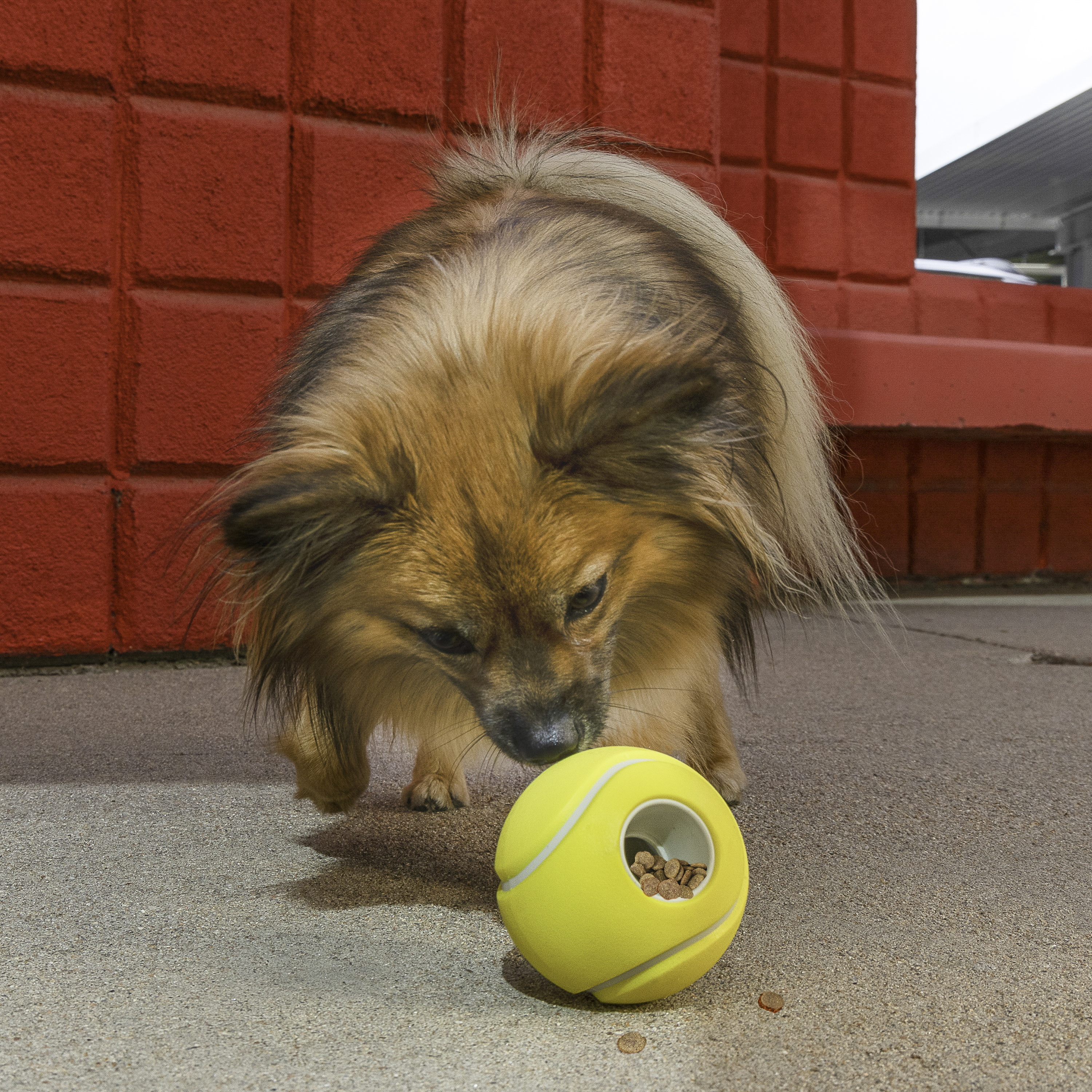 Kong Rewards Tennis Small