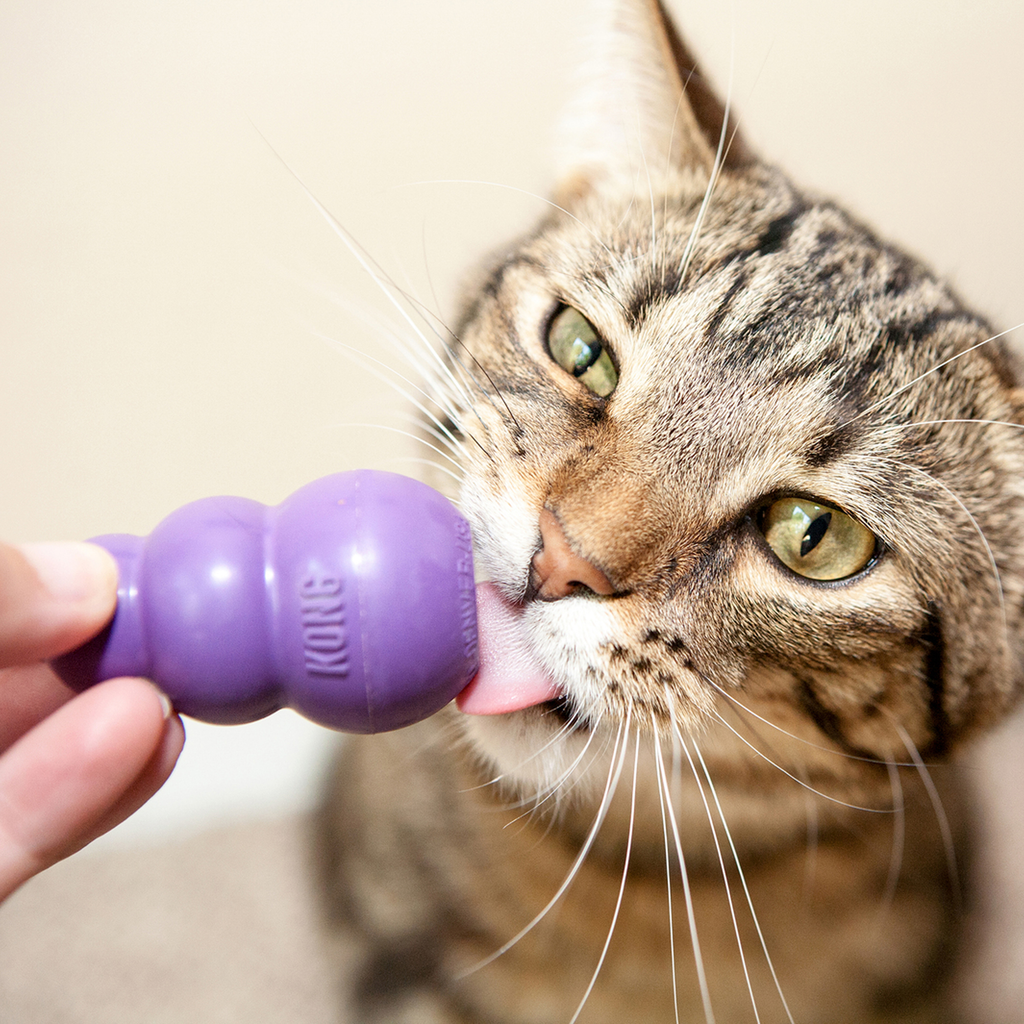 Kitty KONG EU