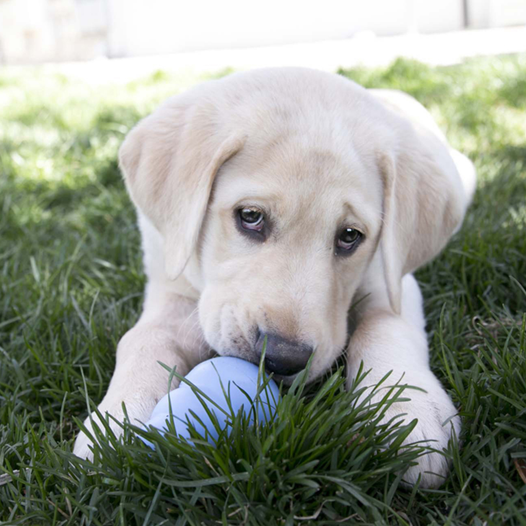Kong Puppy L