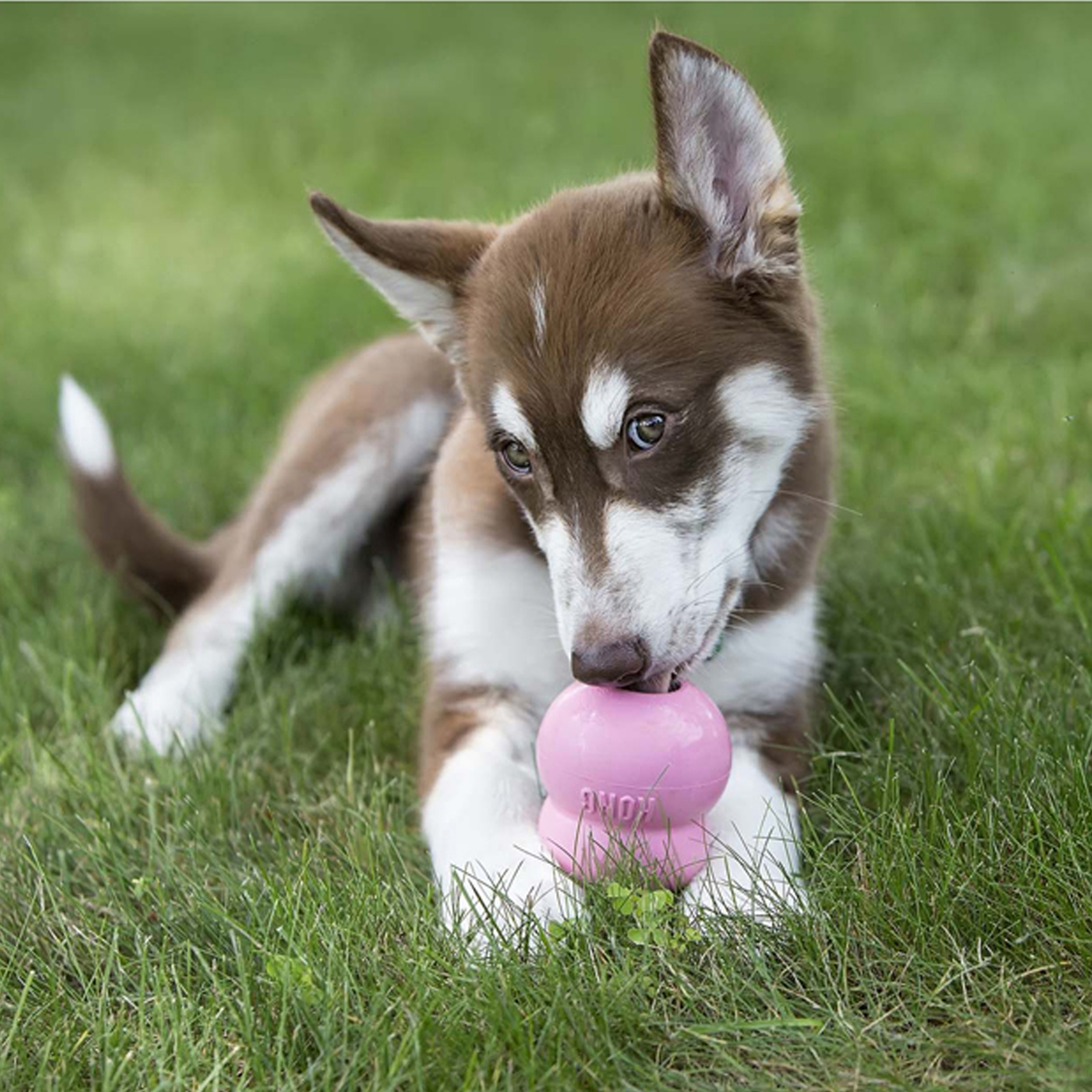 Kong Easy Treat Puppy Each