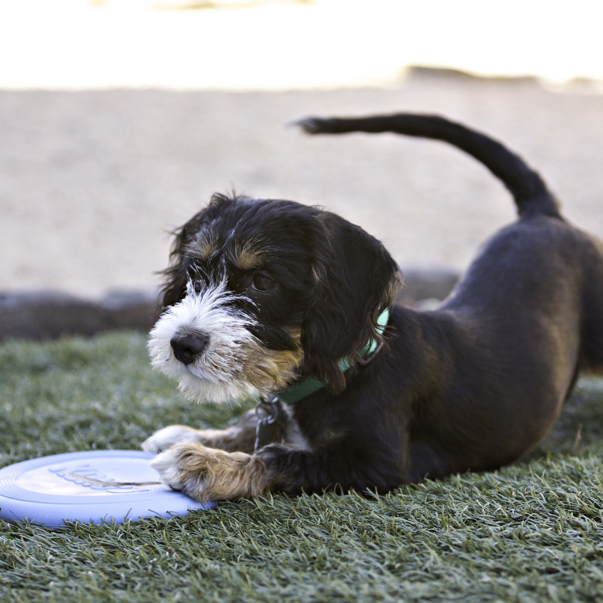 KONG Puppy Flyer Sm EU