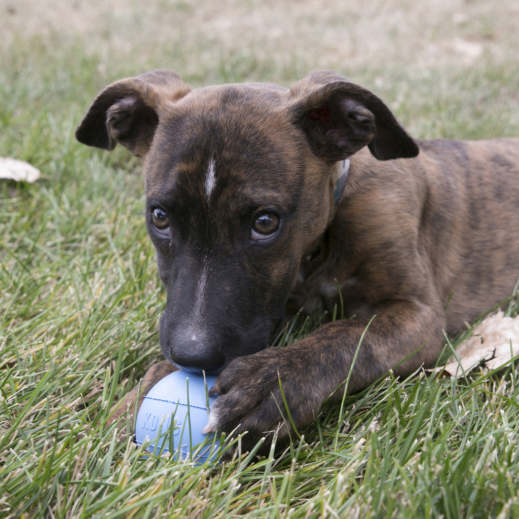KONG Puppy Ball w/Hole Sm EU
