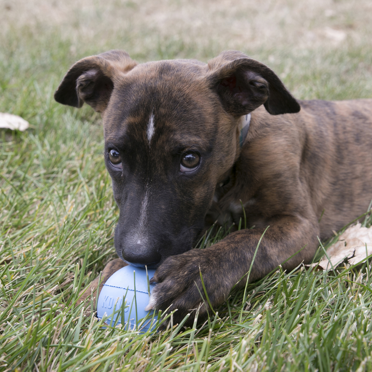 KONG Puppy Ball w/Hole Sm EU