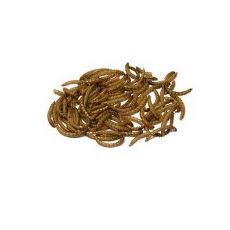 Bucktons Mealworms 12.55kg