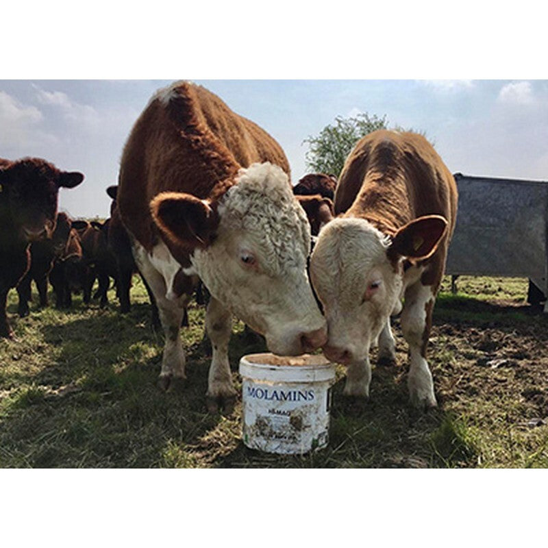 Dallas Keith Cattle Molamin Bucket 20kg