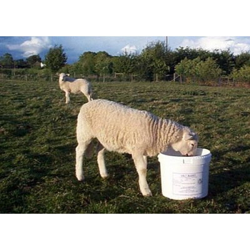 Dallas Keith Sheep Molamin Bucket 20kg