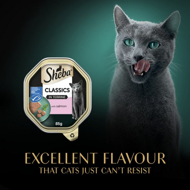 Sheba Tray Classic Salmon in Terrine 85g x 22