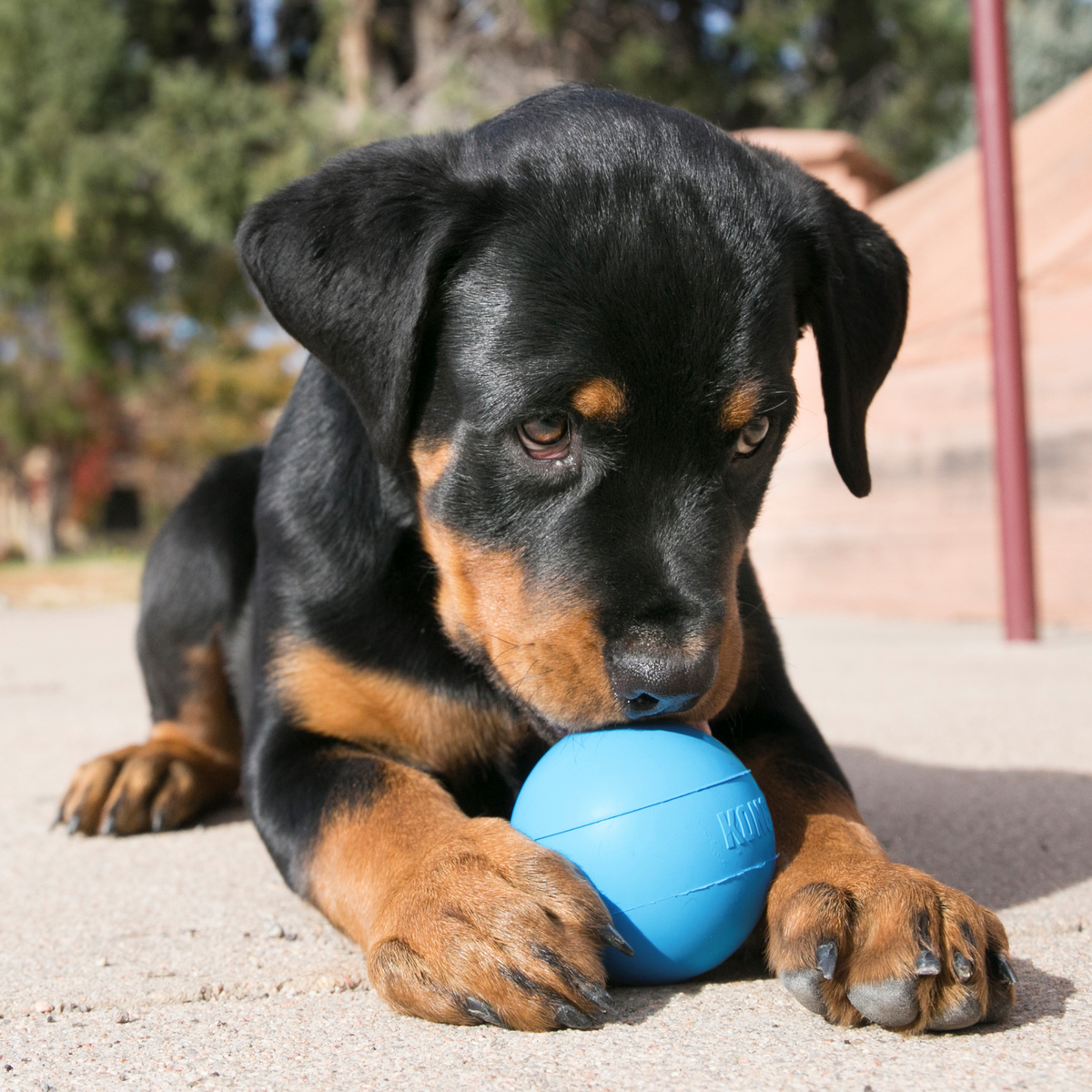 KONG Puppy Ball w/Hole Md/Lg EU