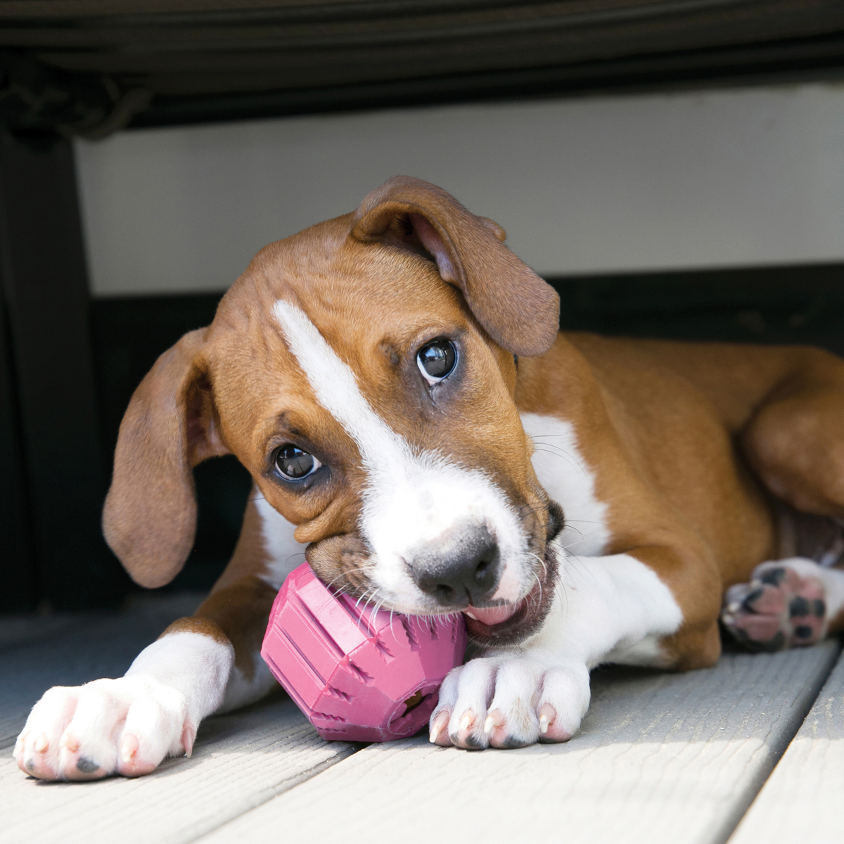 KONG Puppy Activity Ball Md EU