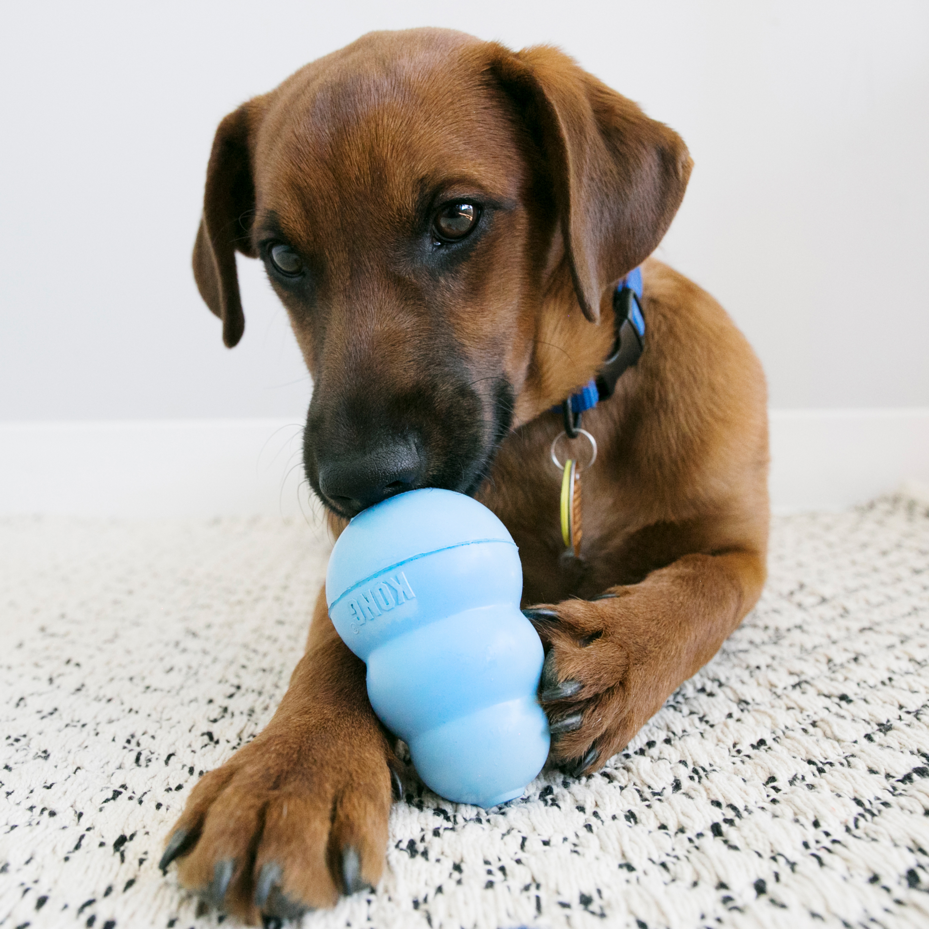 Kong Snacks Puppy L