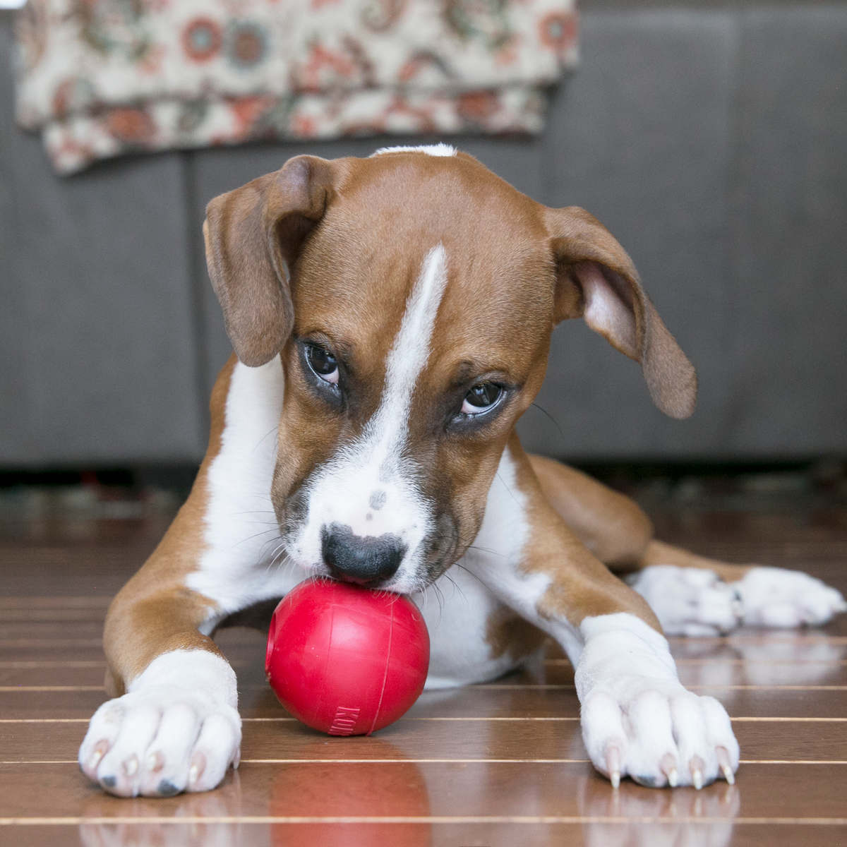 KONG Ball w/Hole Md EU