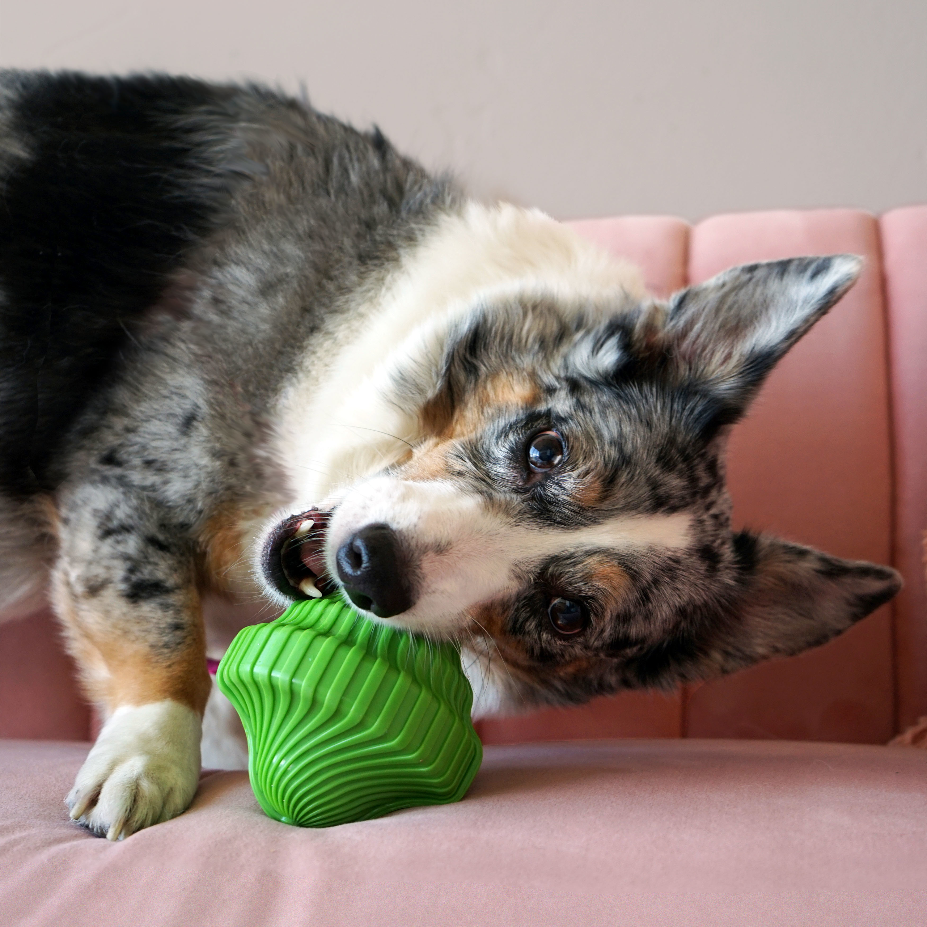 Kong Squeezz Orbitz Saucer Small