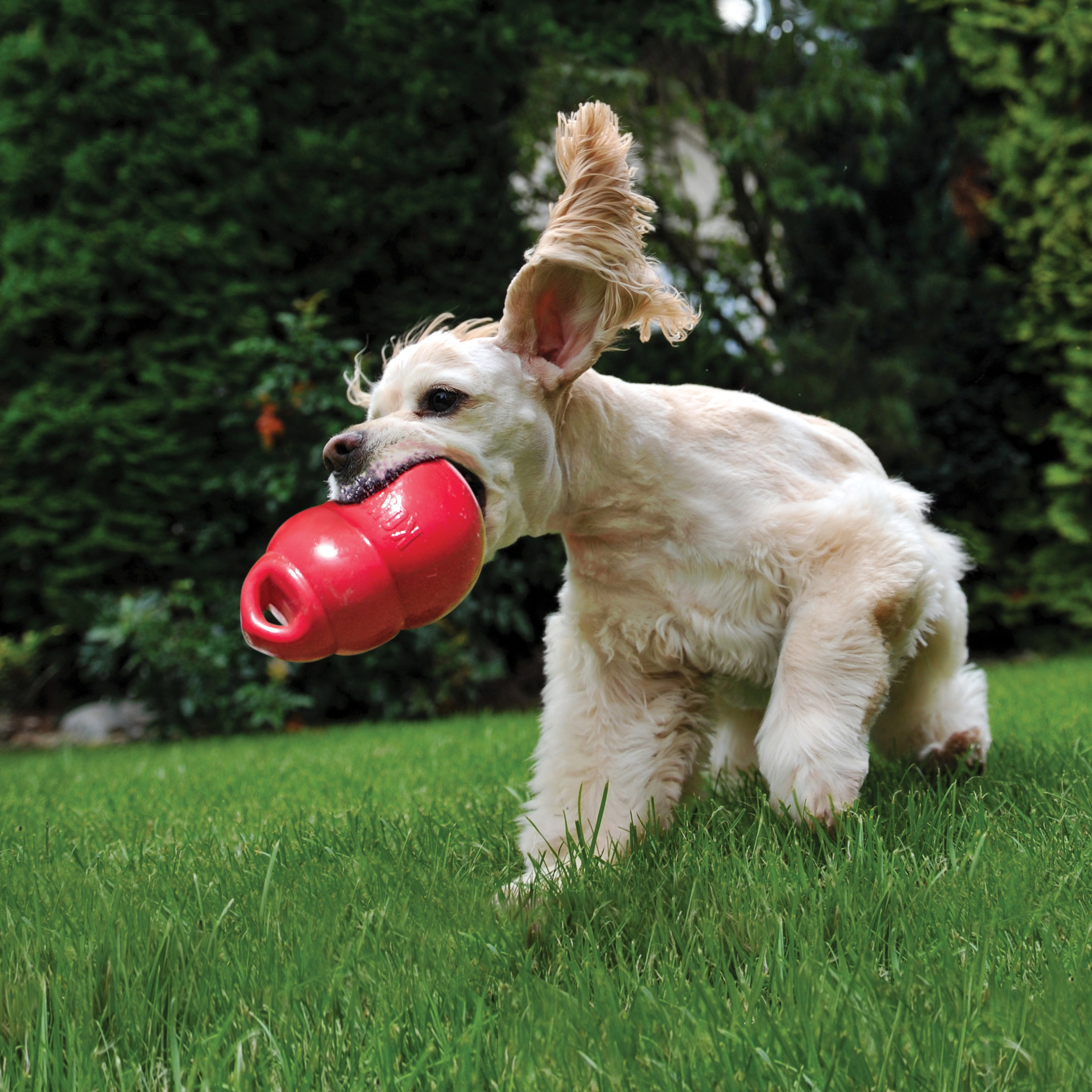 Kong Bounzer Medium