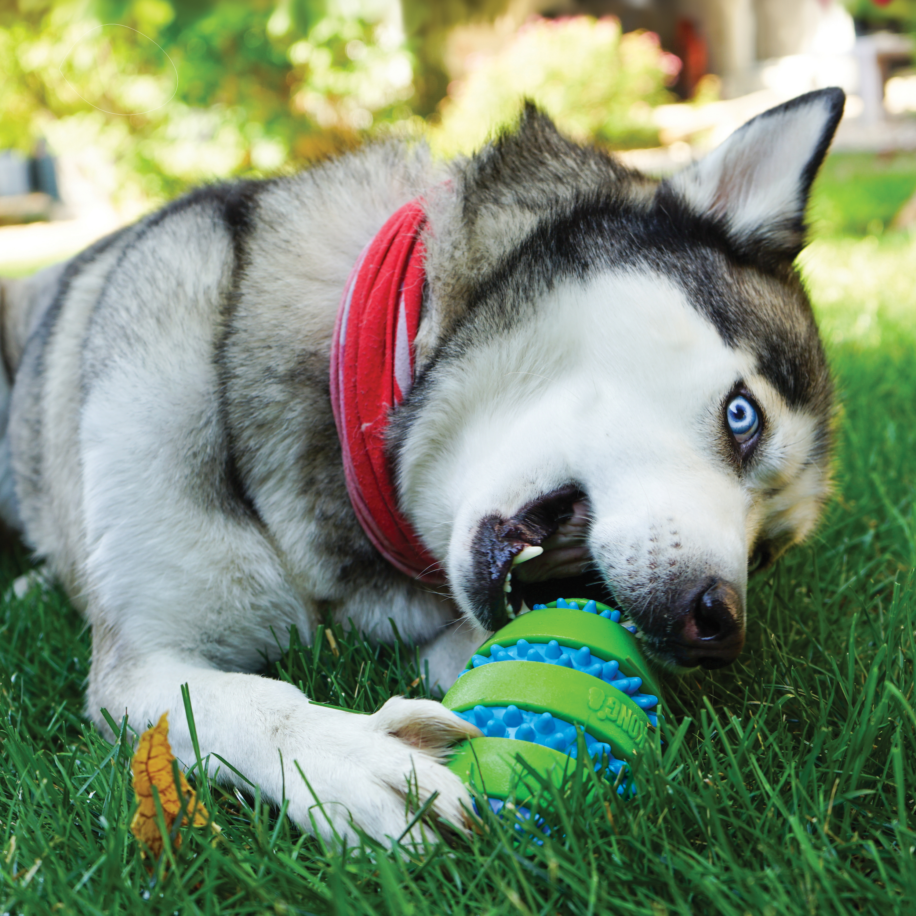 Kong Squeezz Orbitz Ball Medium