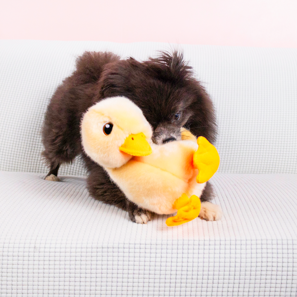 Toughz Duck Md EU