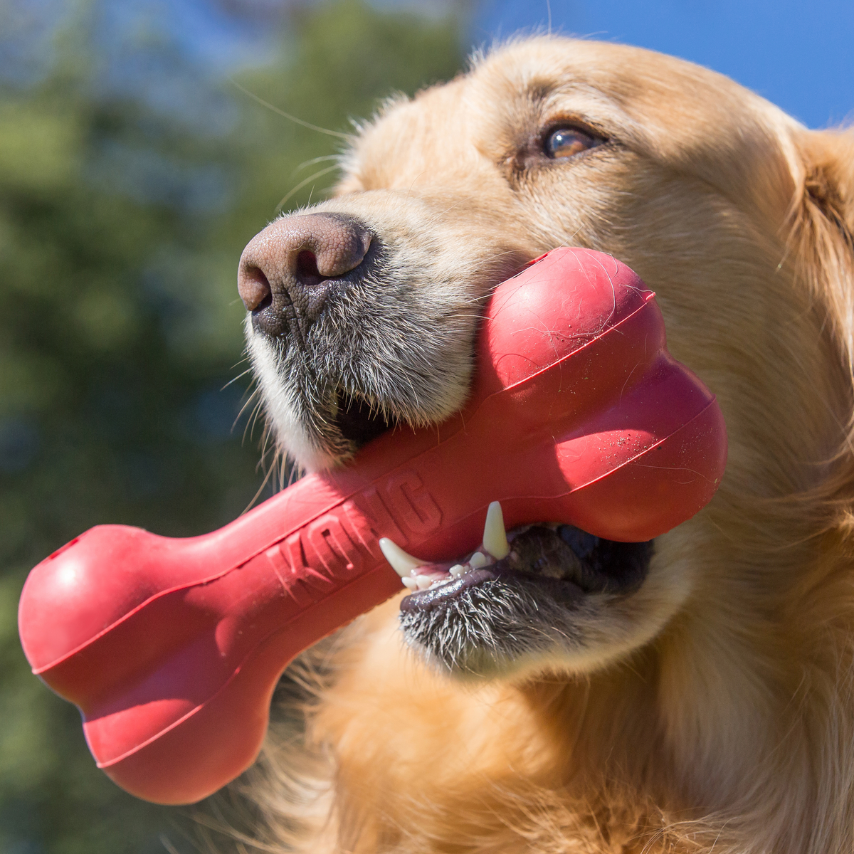 KONG Goodie Bone Lg EU