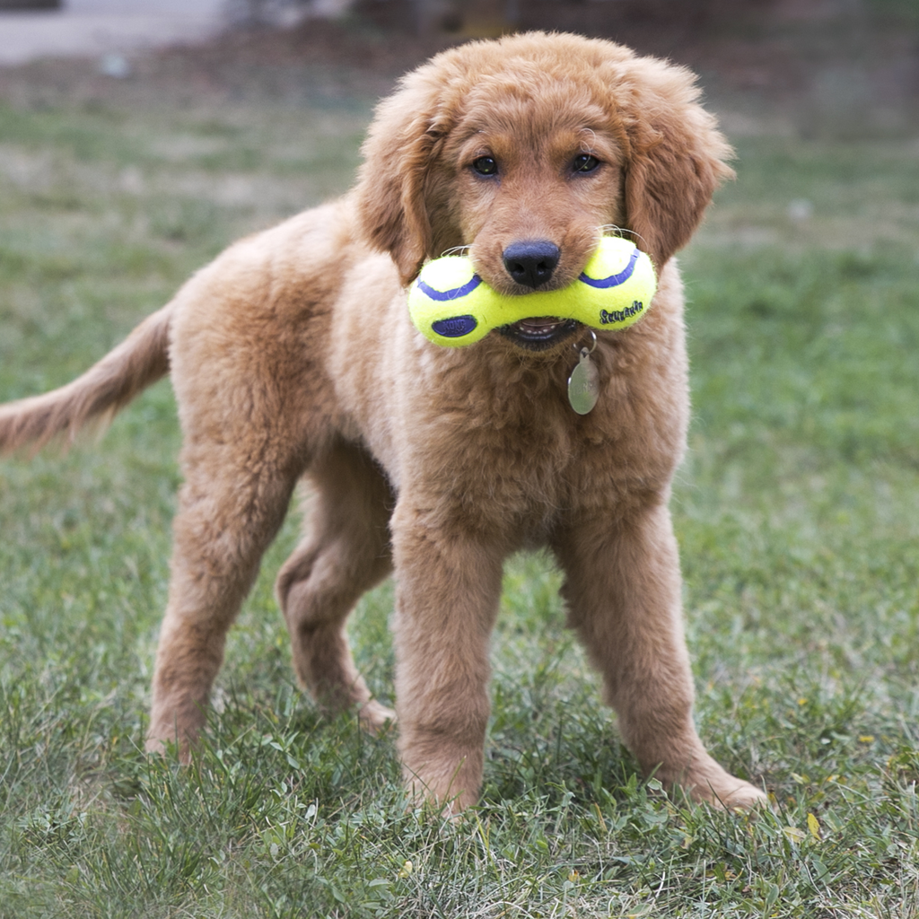 AirDog Dumbbell Lg EU