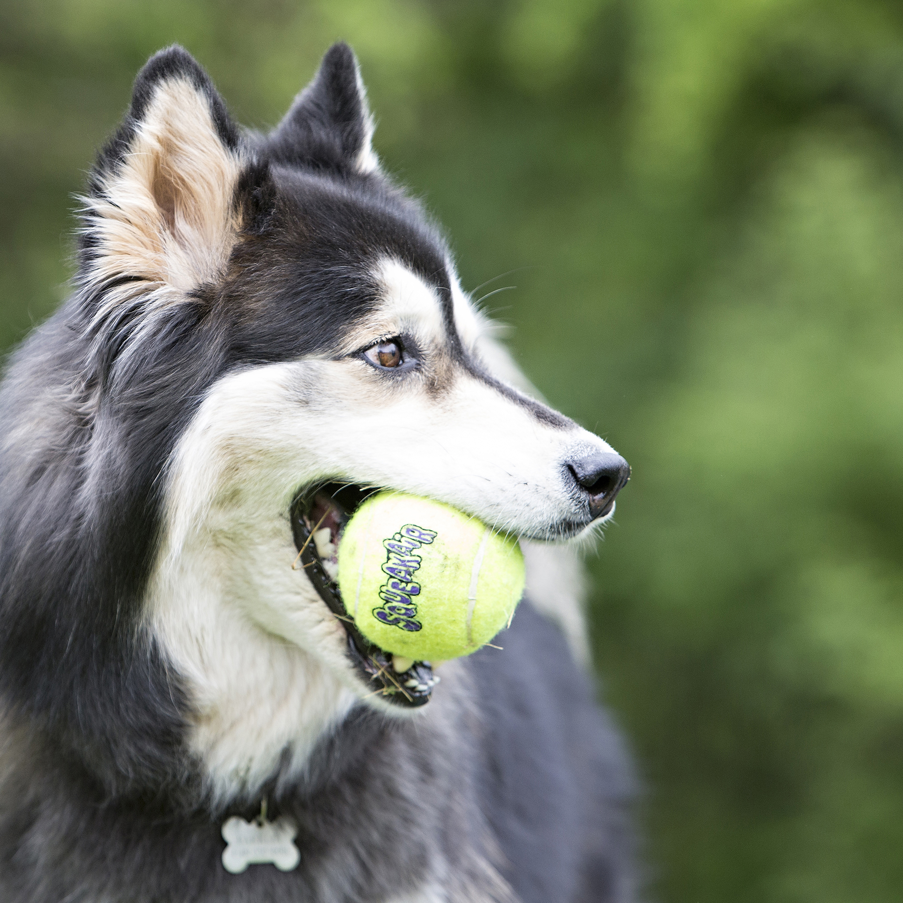 Kong SqueakAir Ball with Rope Medium